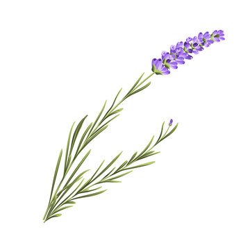 Elegant purple lavender bouquet on white, vector illustration