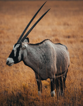 Gemsbok (Oryx) standing in dry African savanna, Namibia
