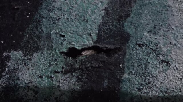 늦은 밤 콘크리트 벽 틈 사이로 들어가는 개구리
