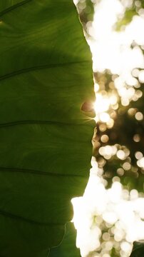 Sunlight Shines Through A Giant Elephant Ear Leaf in a Lush Garden, Revealing Veins And Natural Greenery For Nature And Freshness Vertical video.