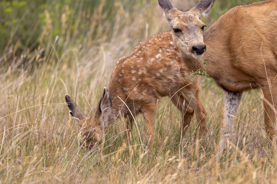Mule Deer Doe and Fawn in Summer in Colorado