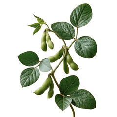 Fototapeta premium Soybean plants with growing pods on the stem in