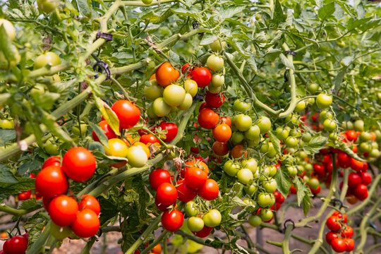Greenhouse to grow tomatoes - Tomatoes ripening on hanging stalk in greenhouse 
