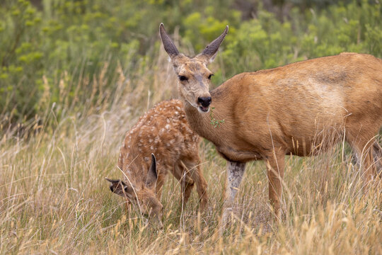 Mule Deer Doe and Fawn in Summer in Colorado
