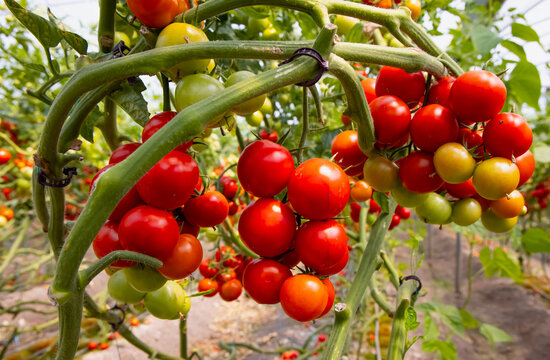 Greenhouse to grow tomatoes - Tomatoes ripening on hanging stalk in greenhouse 
