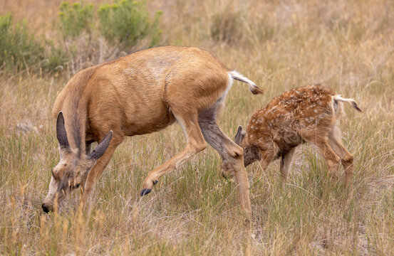 Mule Deer Doe and Fawn in Summer in Colorado