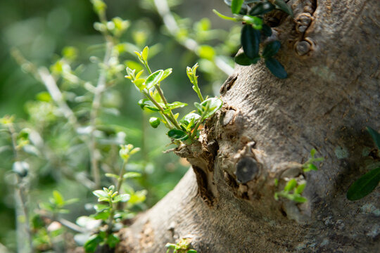 Tender green shoots emerging directly from the woody trunk of an olive tree in Val di Noto, Sicily, Italy.