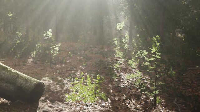 Sunlight filters through the branches of tall trees in a dense forest. Young plants grow on the forest floor among fallen leaves and logs in the early morning.