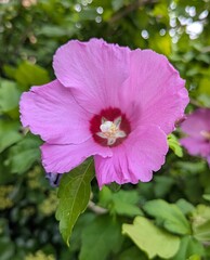 Vista de cerca de flor de color morado de Hibiscus syriacus, en jardín de parque urbano   © teracreonte