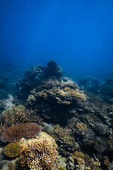 Diverse tropical coral reef landscape growing in deep blue ocean water. © PIPE DIVE UNDERWATER