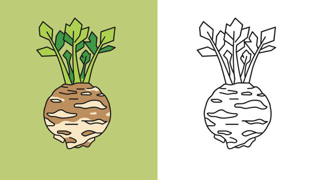 Educational vector diagram shows a whole celeriac root vegetable in full color beside its black and white outline.