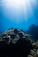 Sunlight beams shining over massive coral reef dome in deep blue ocean. © PIPE DIVE UNDERWATER
