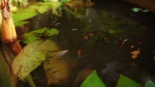 Colorful Guppy Fish Swim Through Dark Pond Water Among Floating Waterlily Leaves, Creating a Serene Natural Scene of Aquatic Life and Biodiversity