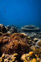 Clownfish hiding in sea anemone tentacles on tropical coral reef underwater. © PIPE DIVE UNDERWATER