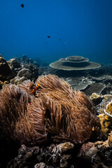 Clownfish hiding in sea anemone tentacles on tropical coral reef underwater. © PIPE DIVE UNDERWATER