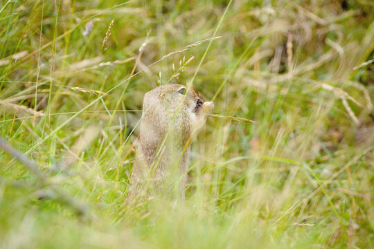 Alert European ground squirrel standing tall while feeding in summer meadow