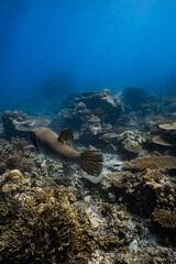 Rear view of giant pufferfish swimming over tropical coral reef underwater. © PIPE DIVE UNDERWATER