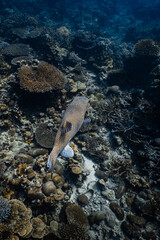 Rear view of giant pufferfish swimming over tropical coral reef underwater. © PIPE DIVE UNDERWATER