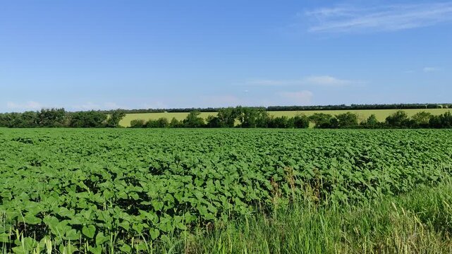 Lush green field of young sunflower plants under a clear blue sky with distant trees