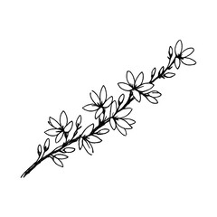 Naklejka premium PNG Delicate floral line art illustration.