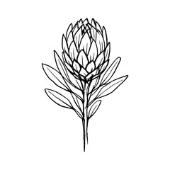 Naklejka premium PNG Minimalist protea flower illustration.