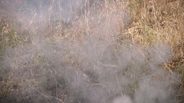 White smoke drifts slowly through dry wild grass and chamomile flowers in a sunlit meadow. Concept of wildfire hazard, environmental pollution, smoke damage, and nature conservation.