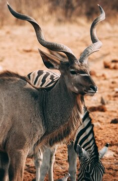 a male impala in the wild