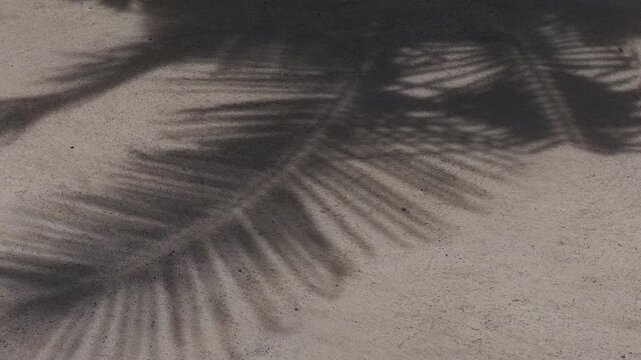 Palm Frond Shadows Fall Across Sunlit Sand, Creating a Tropical Nature Background