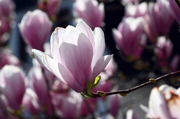 Magnolienblüten © Fotolyse