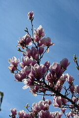 Magnolienblüten © Fotolyse