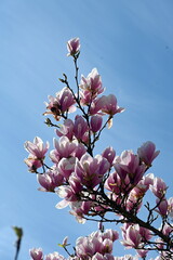 Magnolienblüten © Fotolyse