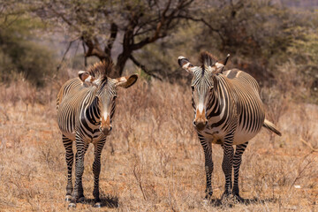 Grevy's Zebra (Equus grevyi) Grazing in Dry Savanna, Samburu, Kenya © Thomas