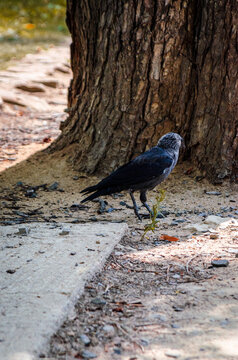 Western Jackdaw Standing on the Ground in the Czech Republic