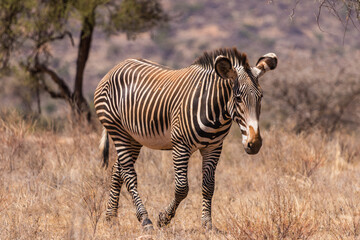 Grevy's Zebra (Equus grevyi) Grazing in Dry Savanna, Samburu, Kenya © Thomas
