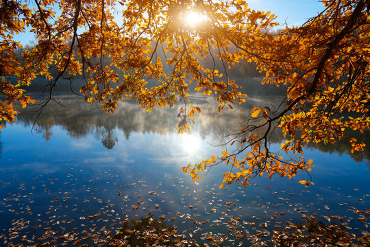 Golden sunlight streams through colorful autumn oak leaves over a calm pond in an European park during a crisp October morning with light frost and morning fog