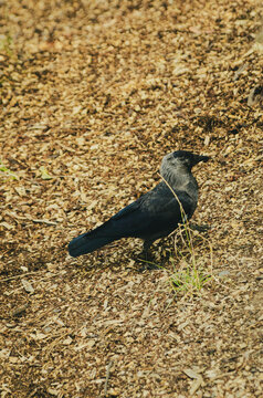 Western Jackdaw Standing on the Ground in the Czech Republic