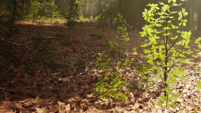 Sunlight filters through the tall trees in a forest. Leaves cover the ground and small green plants grow among the fallen leaves. The scene shows a quiet moment in nature.