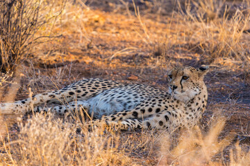 Wild Cheetah Walking Through the Savanna Landscape During Safari © Thomas