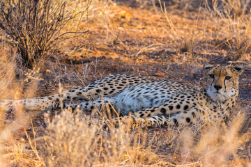 Wild Cheetah Walking Through the Savanna Landscape During Safari © Thomas