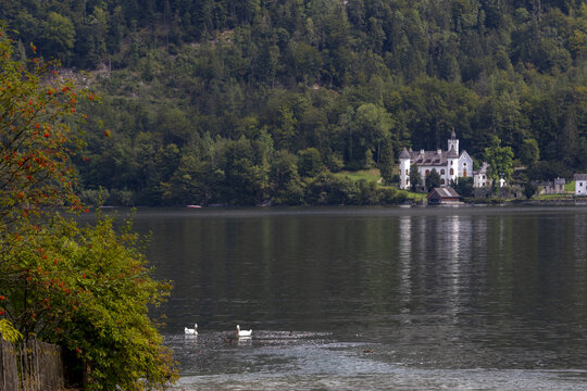 View of a historic lakeside castle surrounded by dense forest with swans swimming in the calm water in Hallstatt, Upper Austria, Austria.
