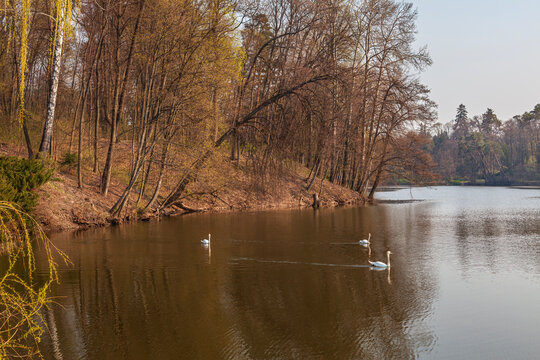 Beautiful scenic view of white swans swimming in a forest lake at sunset