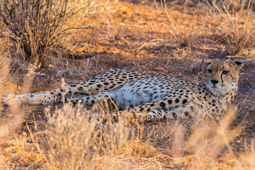 Wild Cheetah Walking Through the Savanna Landscape During Safari © Thomas