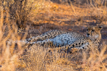 Wild Cheetah Walking Through the Savanna Landscape During Safari © Thomas