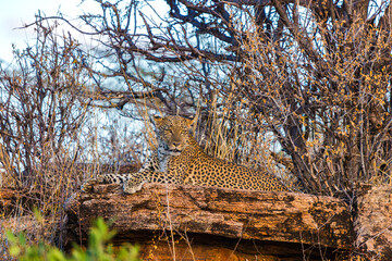Majestic African Leopard Resting on Rocks in the Savanna © Thomas