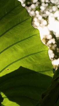 Sunlit Green Tropical Leaf Glows Outdoors, Revealing Translucent Veins, Soft Bokeh, Freshness and Nature Vertical video.