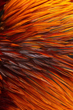 Vibrant Orange Cock Feather Texture,Macro,A detailed macro photograph capturing the intricate texture of a rooster's vibrant orange and black saddle hackle feathers, showcasing the natural patterns.