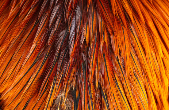 Vibrant Orange Cock Feather Texture,Macro,A detailed macro photograph capturing the intricate texture of a rooster's vibrant orange and black saddle hackle feathers, showcasing the natural patterns.
