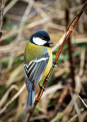 Vertical close-up of a colorful great tit bird perched on a dry branch. Detailed portrait of Parus major with vibrant yellow plumage against a natural blurred background. © Stanislav