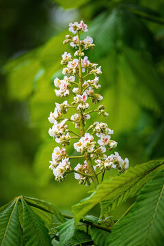 Beautiful white horse chestnut tree flower candle in spring bloom. Close-up vertical shot of Aesculus hippocastanum inflorescence surrounded by lush green palmate leaves.