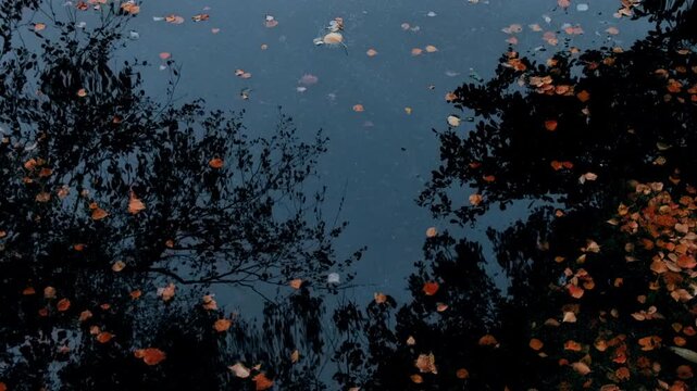 Overhead view of dark moody pond with floating autumn leaves and tree reflections